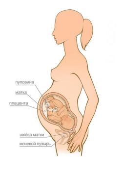 беременность 36 недель