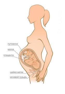 беременность 38 недель