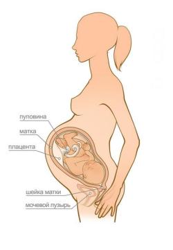 беременность 40 недель
