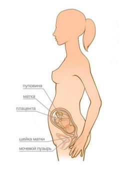 беременность 27 недель
