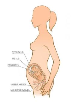 беременность 29 недель