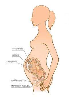 беременность 33 недели