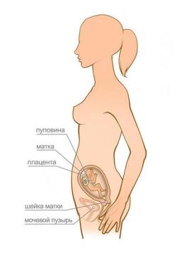 беременность 19 недель