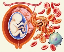Кровь при беременности